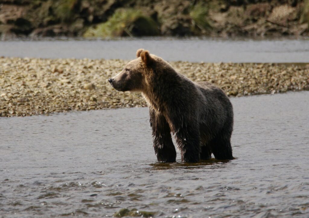 brown grizzly bear