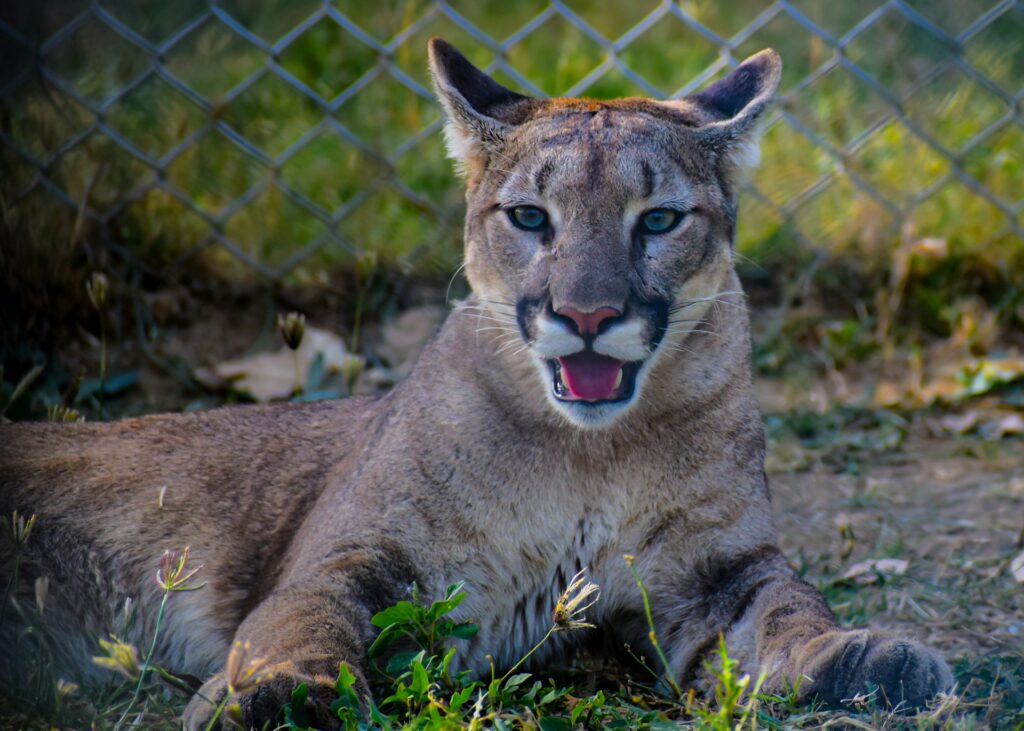A mountain lion sits calmly in the grass, showcasing its sleek fur and alert posture in a serene environment.