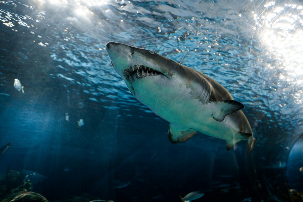 A majestic shark swims in an aquarium, its streamlined body moving effortlessly through the water, captivating onlookers.