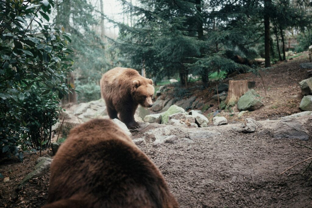 A brown bear walks gracefully among the trees in a vibrant forest, showcasing the beauty of wildlife in its natural habitat.