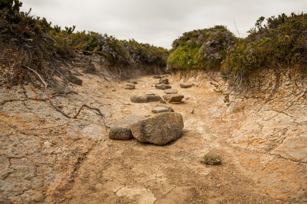 A winding dirt path lined with scattered rocks and vibrant green plants, inviting exploration through nature.