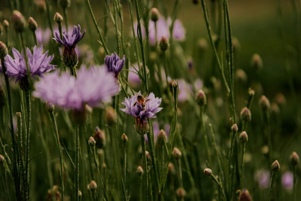 A bunch of purple flowers in a field