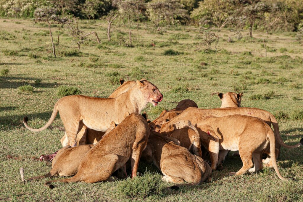 A pride of lions feasting on a kill in a lush green field under a clear blue sky.