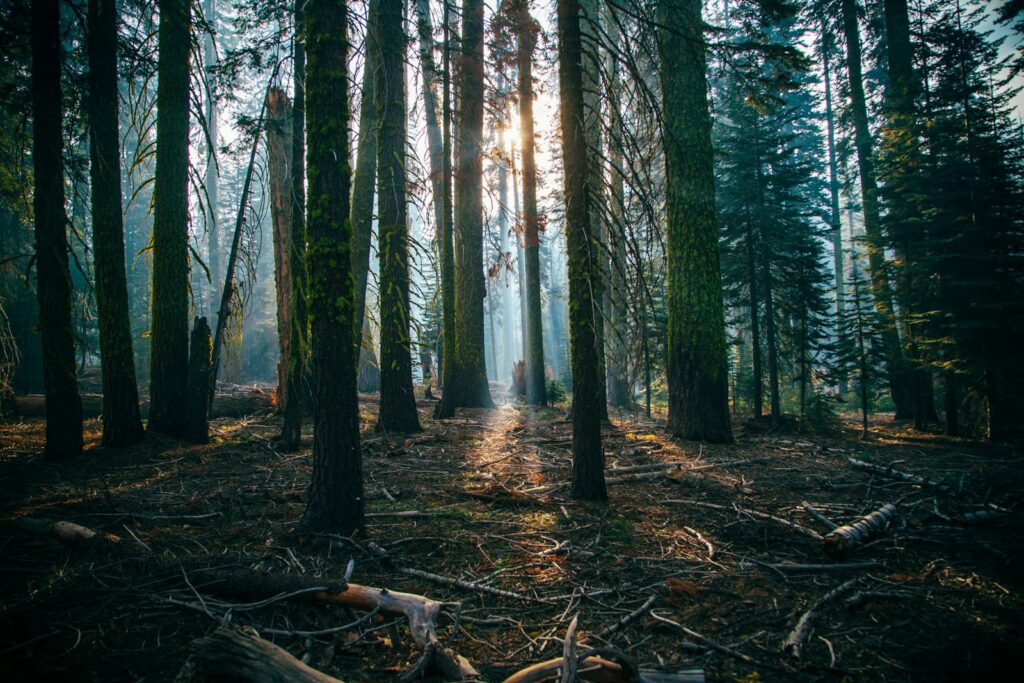 low angle of green leafed trees