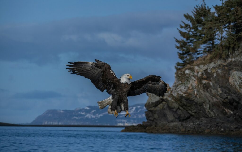 An eagle lands near a cliffside.