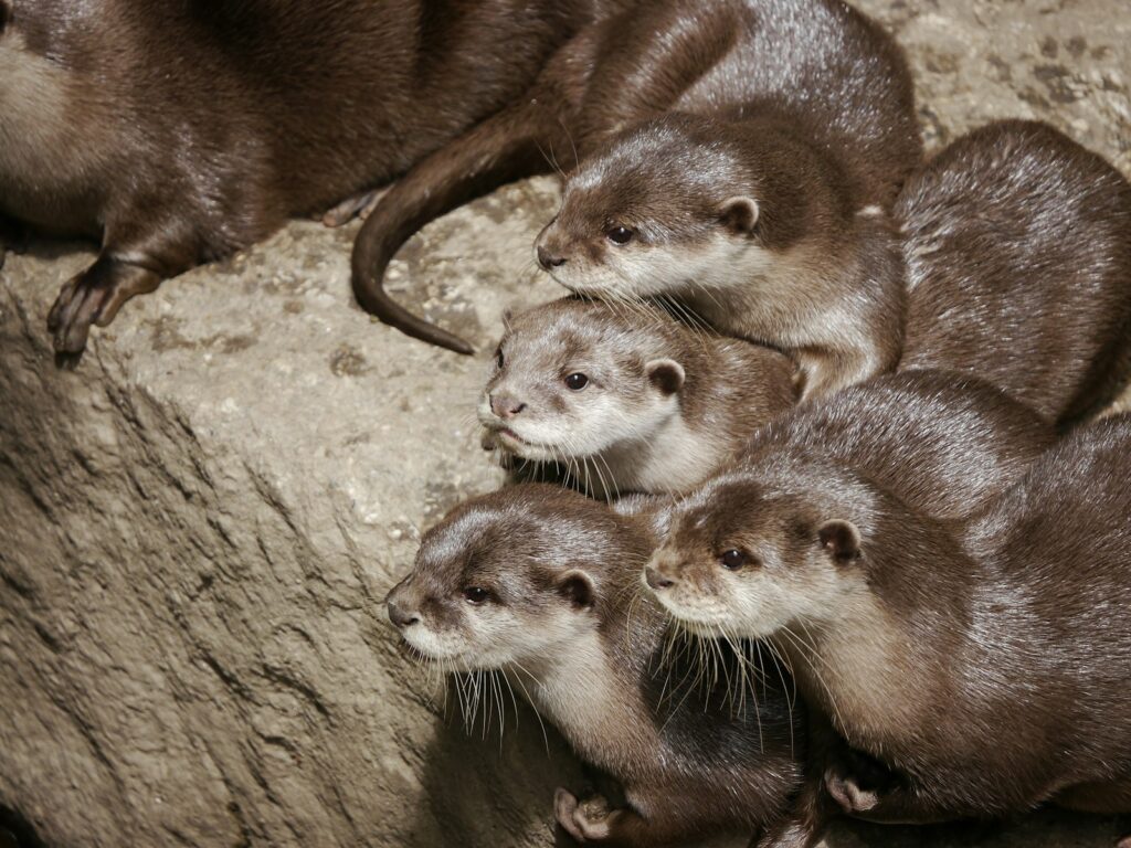 brown and white animal on gray rock