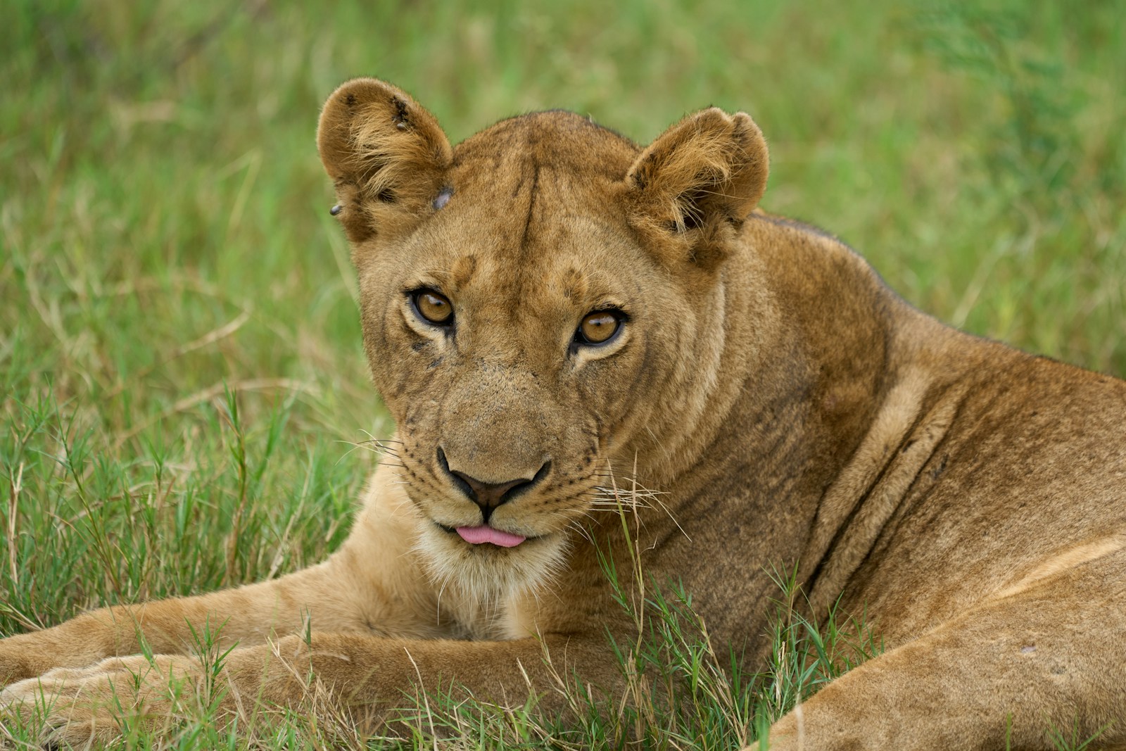 A lioness rests in the grassy field.
