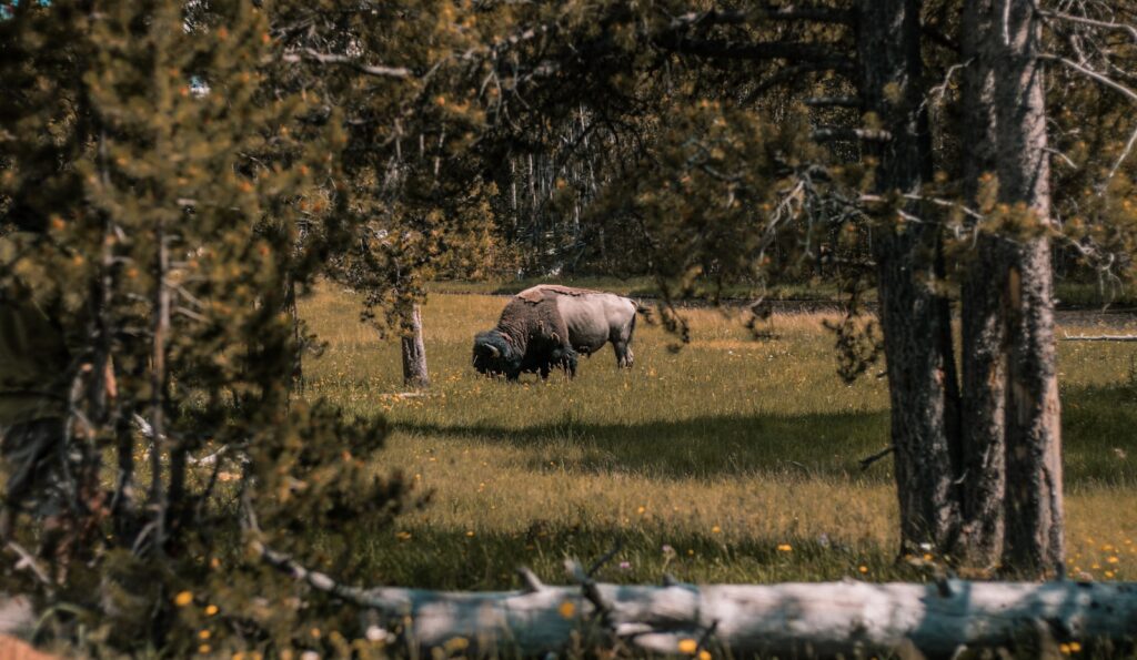 A bison grazing in a field surrounded by trees.