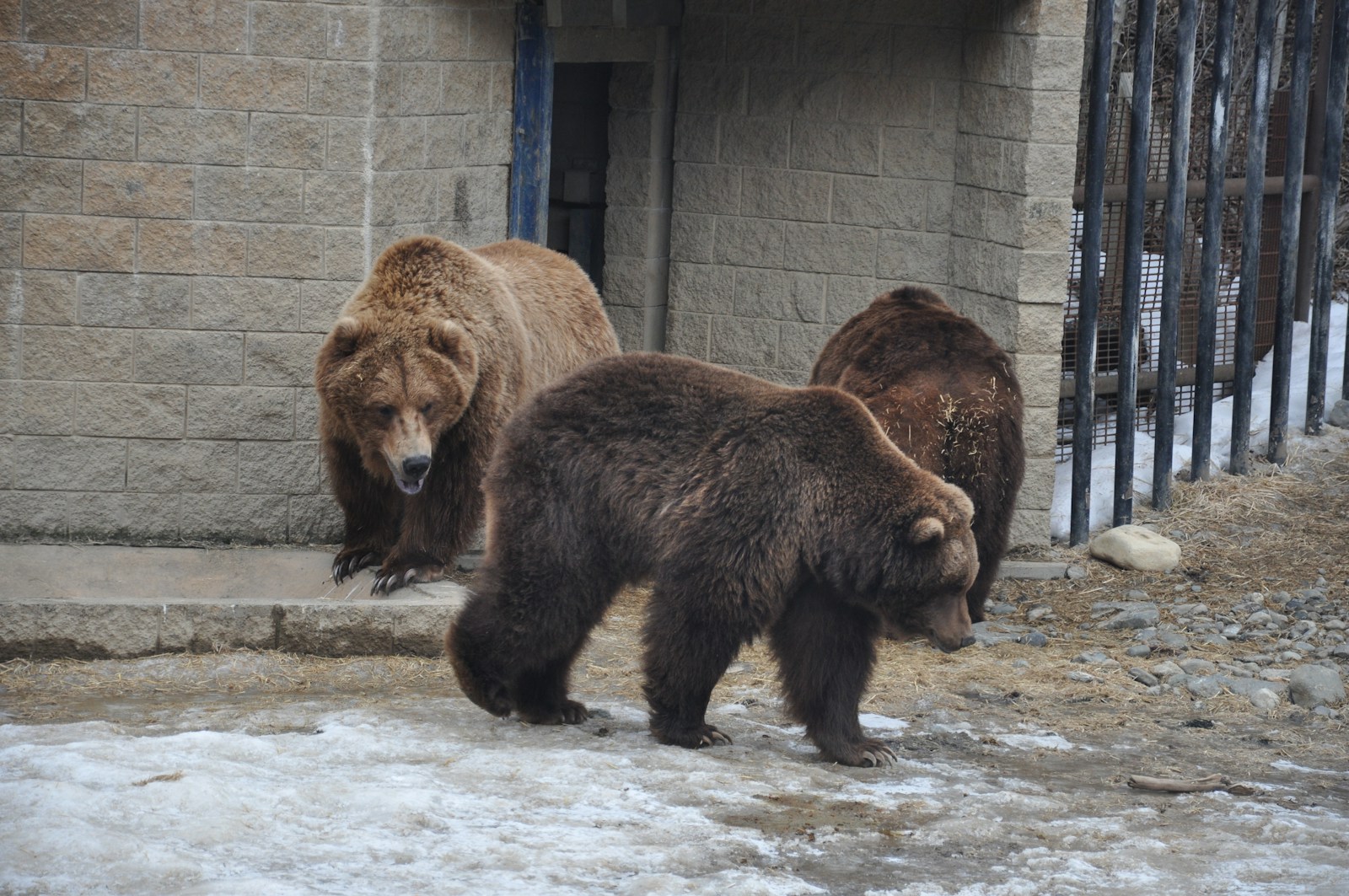 brown bear on white snow covered ground during daytime