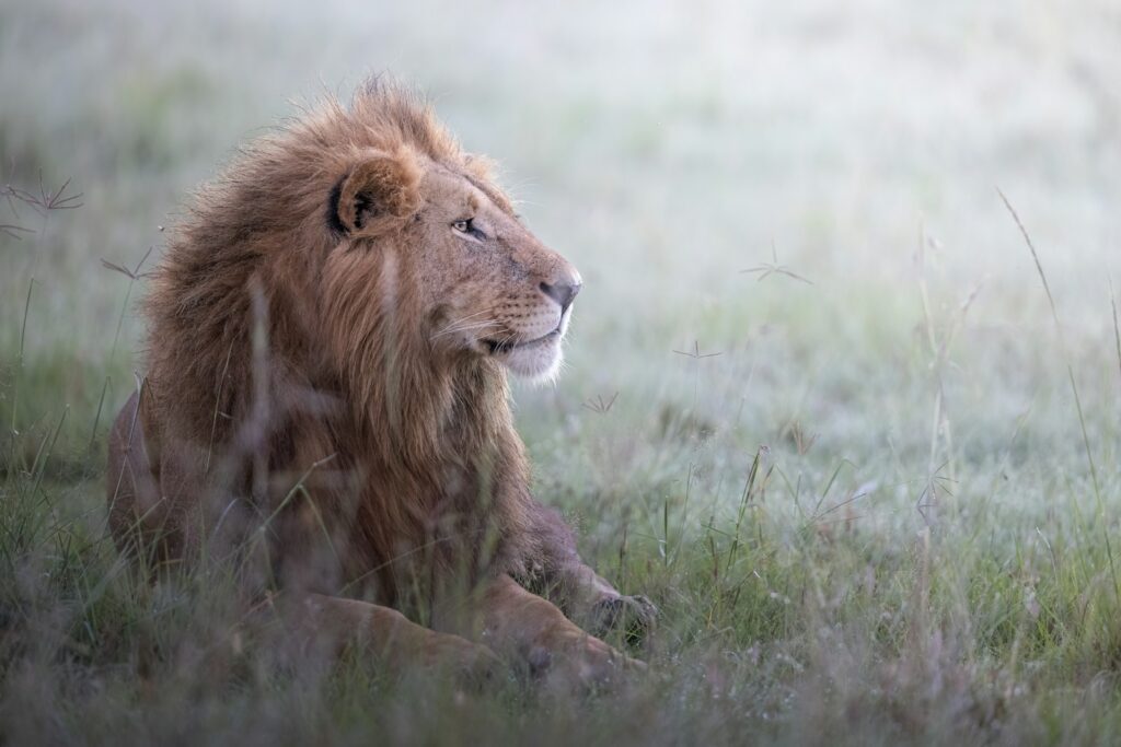 Brown lion on green grass field during daytime.