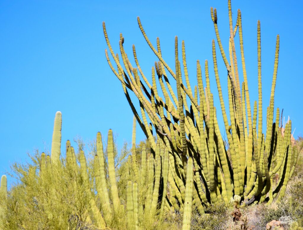 A large cactus with a sky in the background