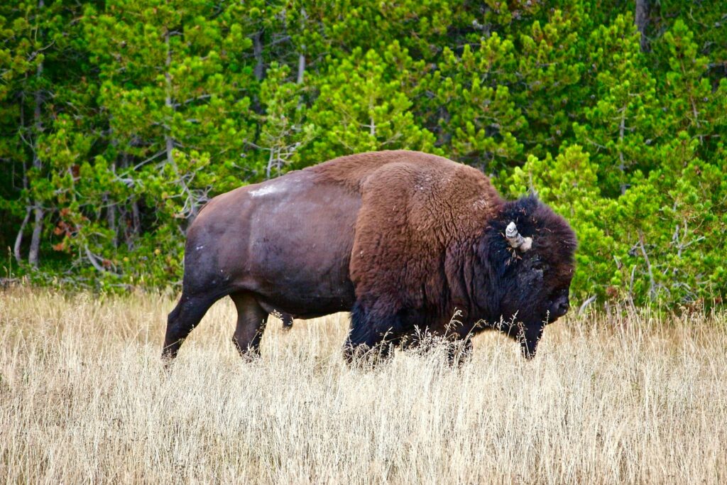 brown bison on brown grass at daytime