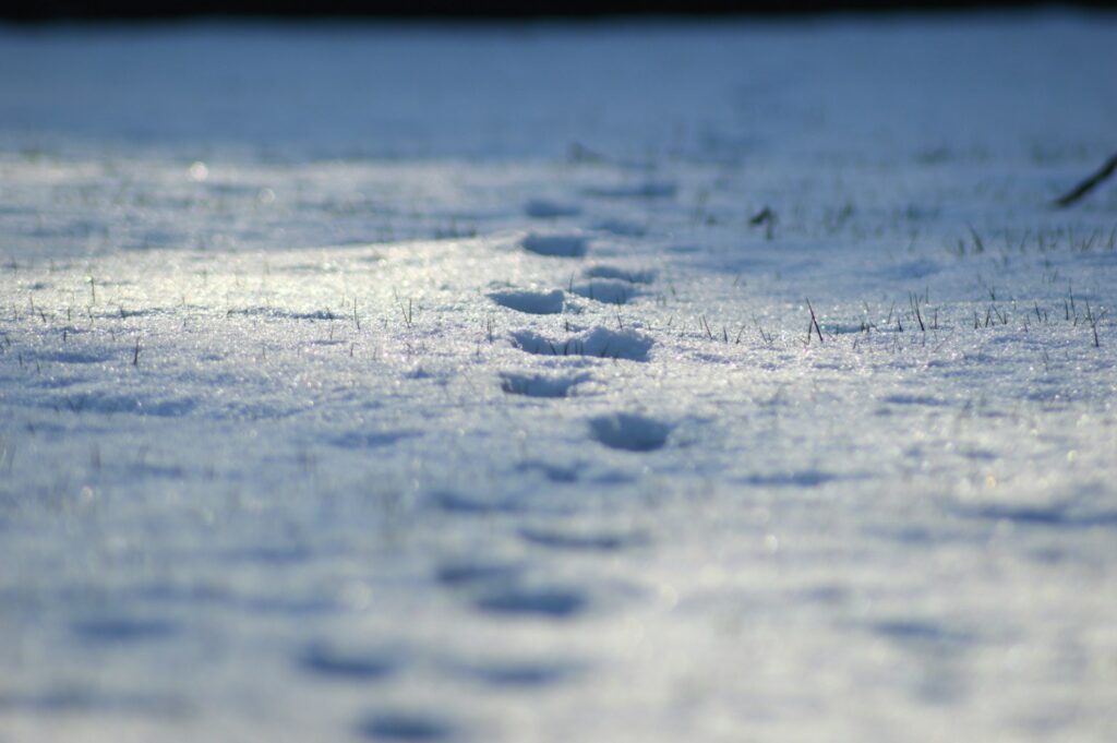 A close-up of some snow trail.