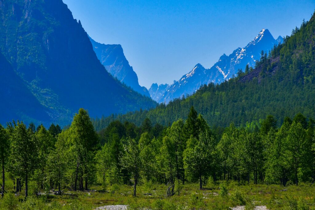 a forest in front of mountains