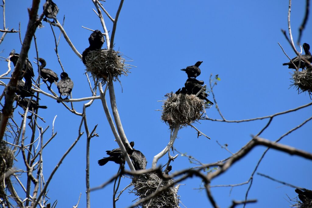 black birds on nests