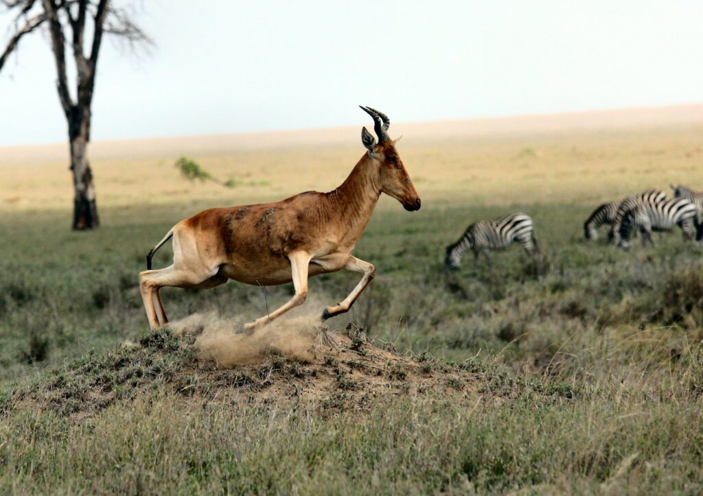 Brown antelope and zebra on field at daytime
