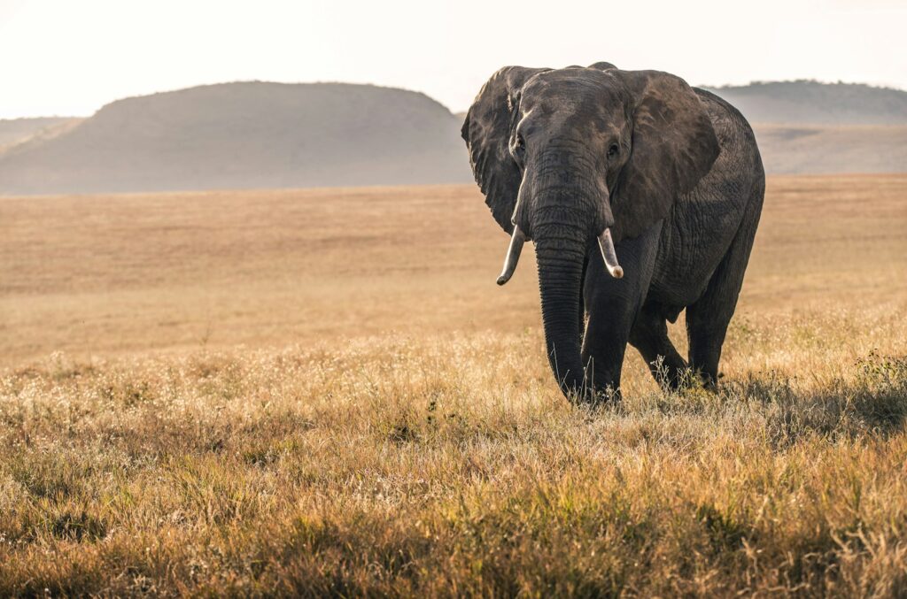 Elephant on grass during daytime