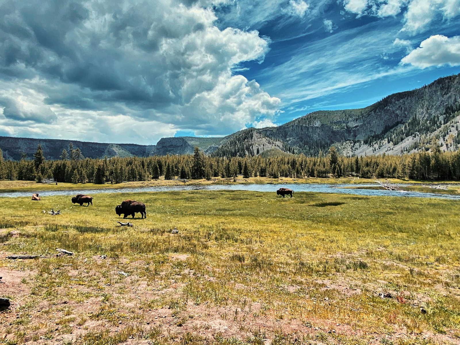 A herd of cattle standing on top of a grass covered field