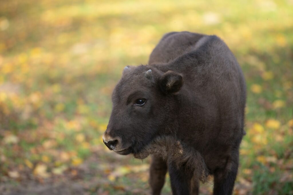a baby cow is standing in a field