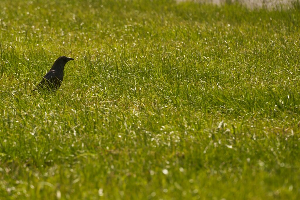 black bird on green grass field during daytime