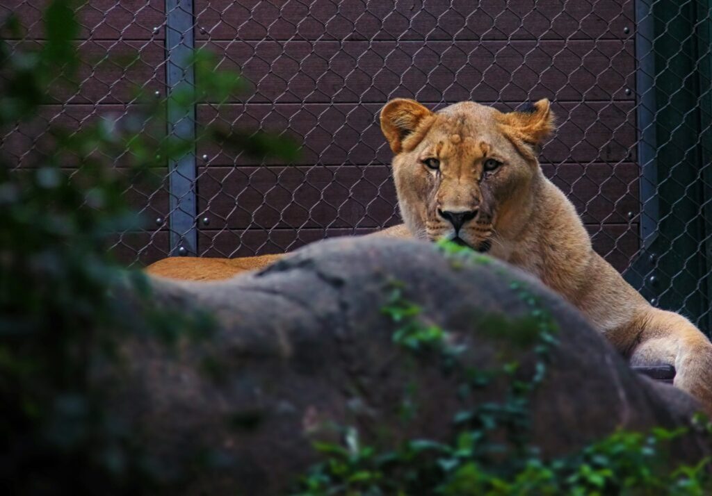 Tiger inside cage.