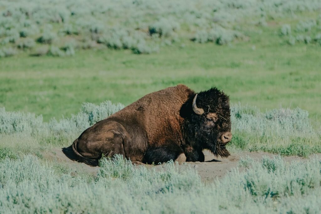 A bison laying down in a grassy field