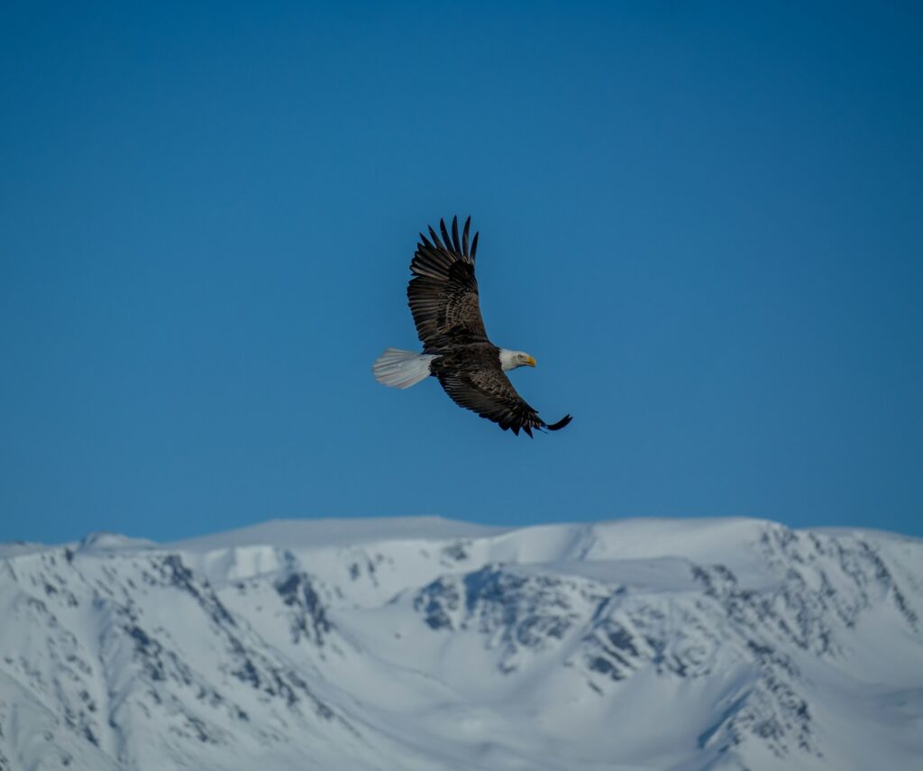An eagle soars above snowy mountains and a blue sky.