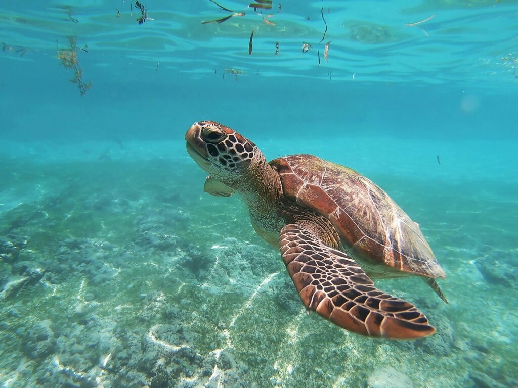A green sea turtle gracefully glides through the clear blue ocean waters, showcasing its vibrant shell and flippers.