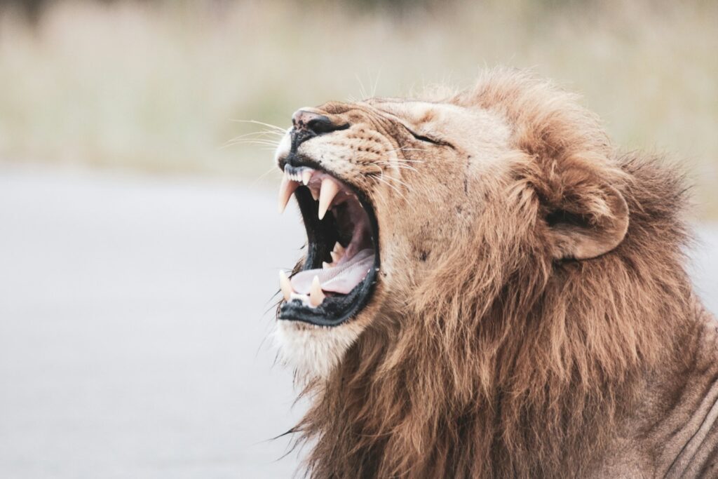 Brown lion with white tongue out.