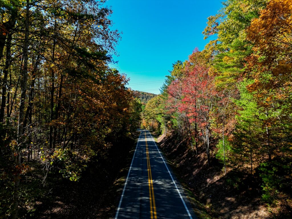 A road in the middle of a forest with lots of trees
