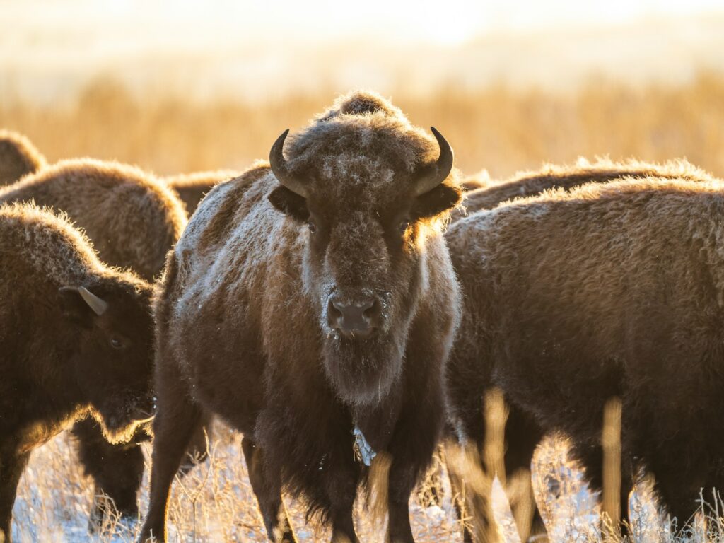 A herd of bison standing on top of a snow covered field.