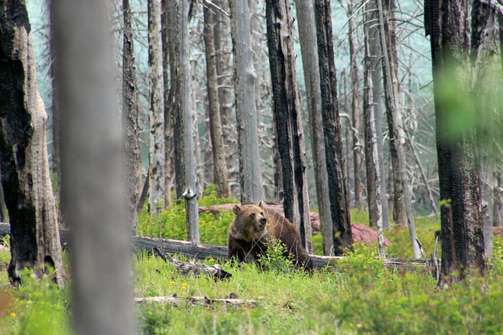 Brown bear near tree