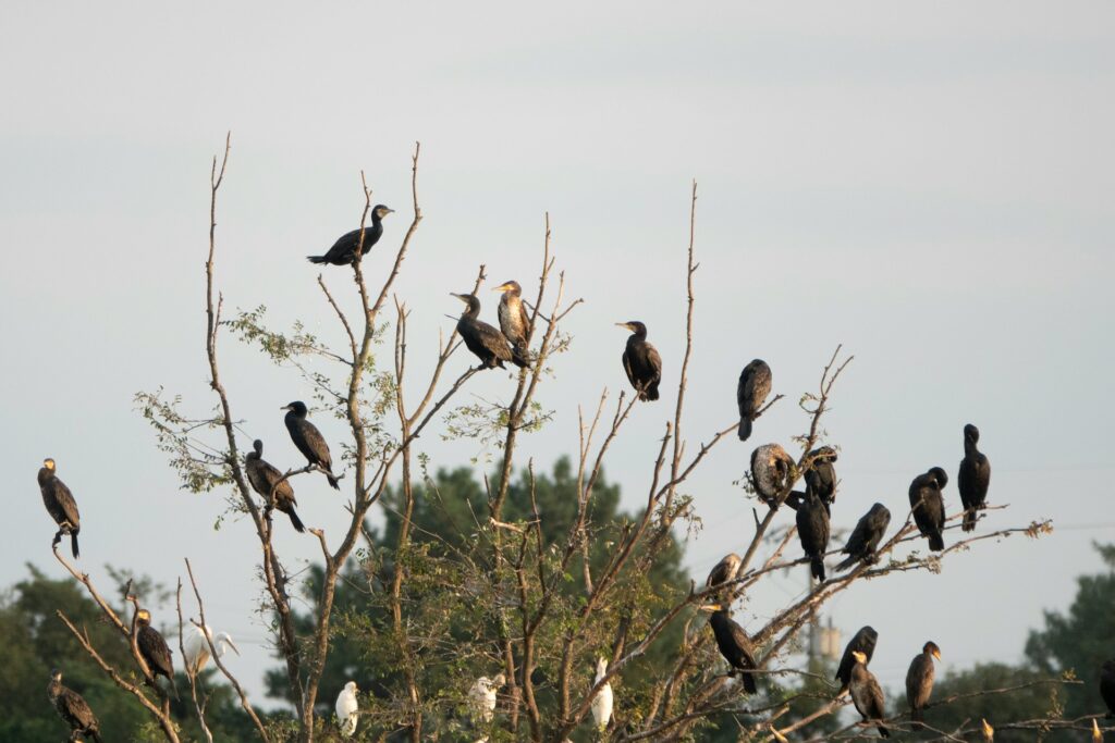 A cluster of birds sitting closely on a tree branch, framed by bright foliage and a serene outdoor setting.