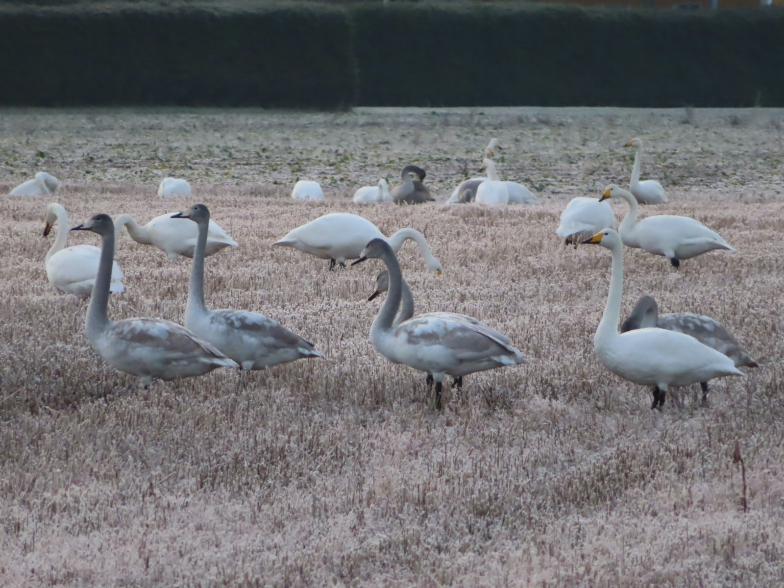 a flock of birds standing on top of a dry grass field