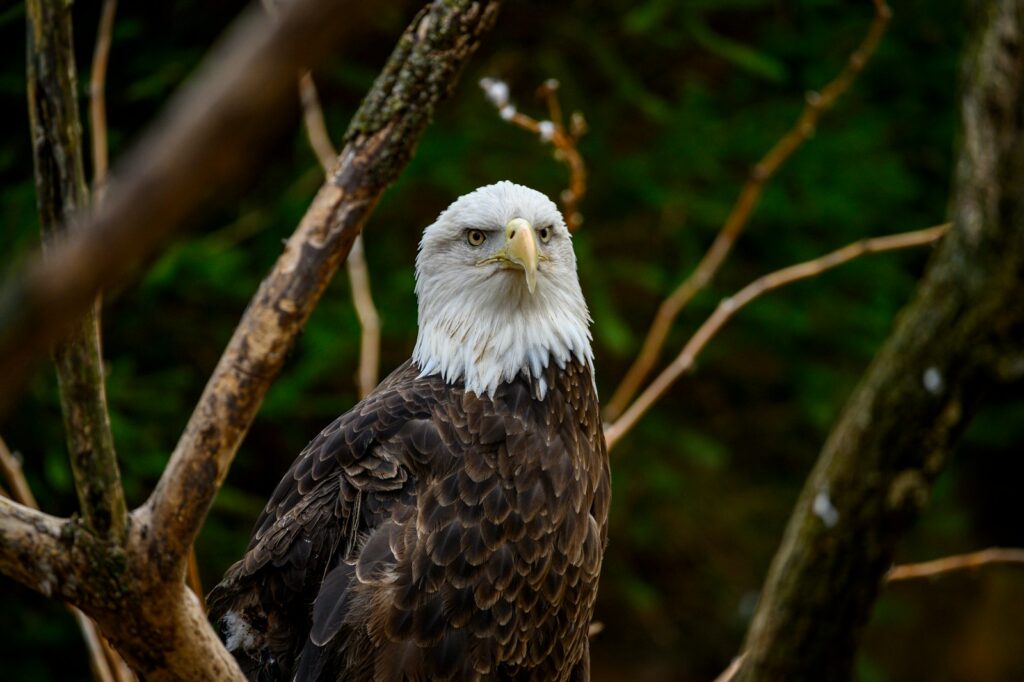 brown and white eagle on brown tree branch during daytime