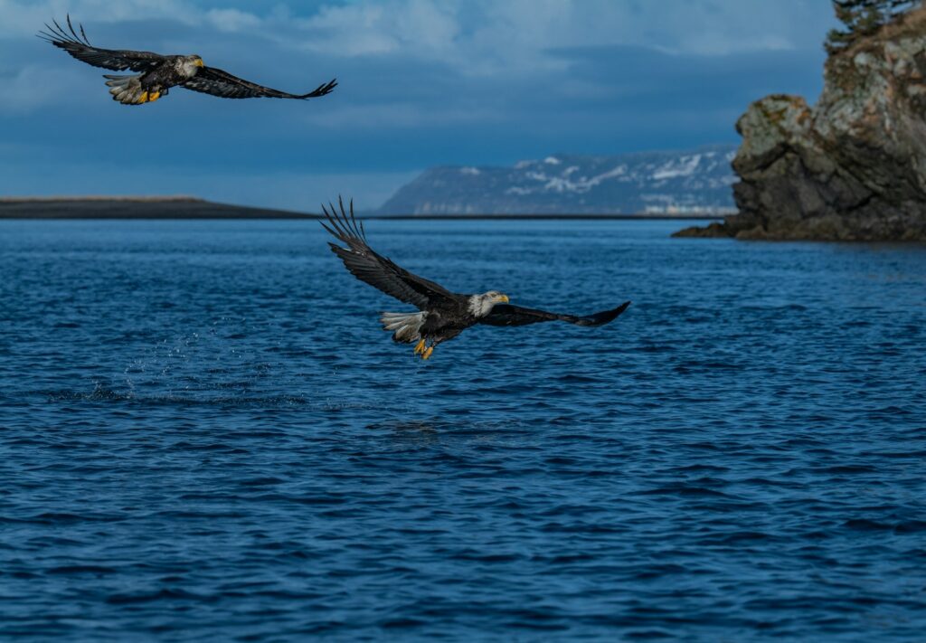 Two bald eagles soar over the water.