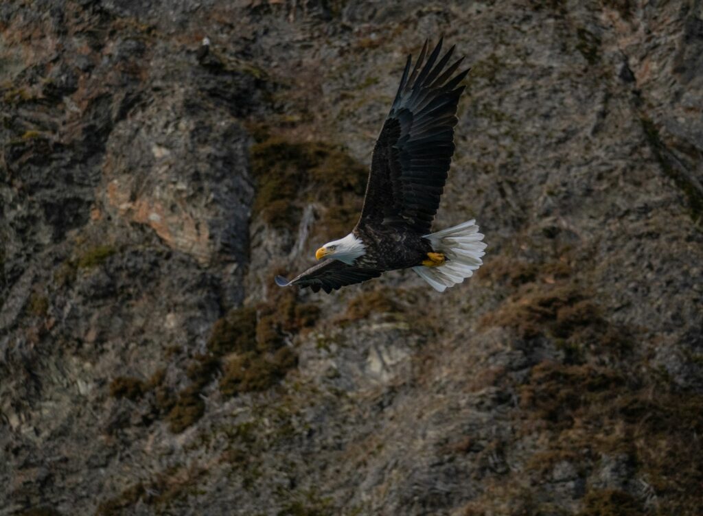 A bald eagle soars in front of a rocky wall.