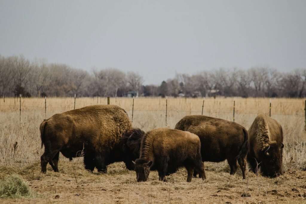 black bison on brown field during daytime