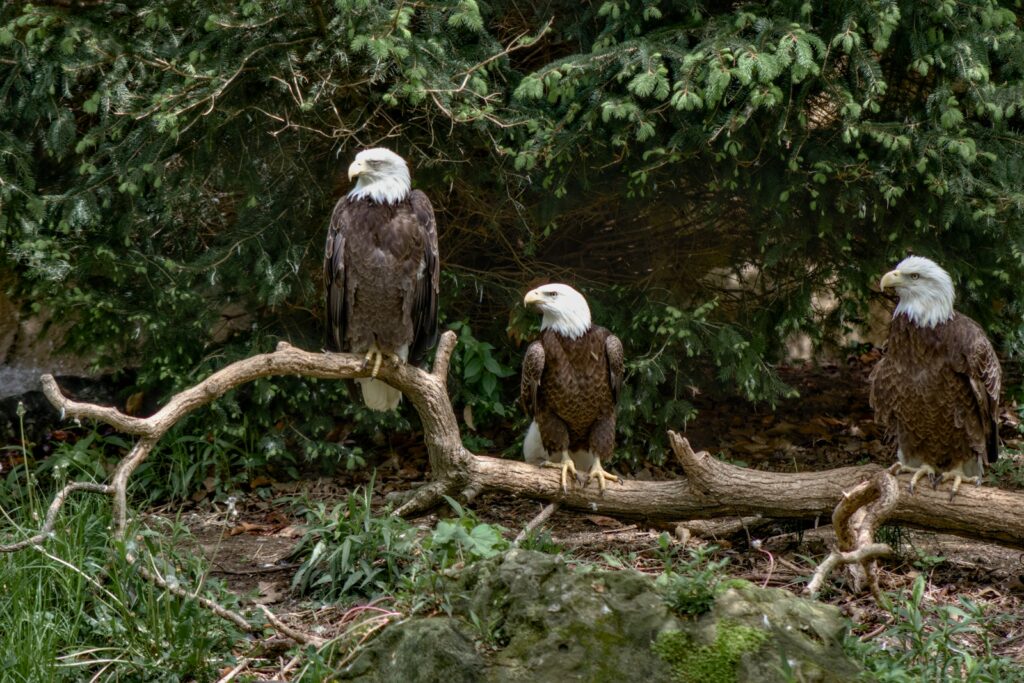 Three bald eagles are perched on a branch.
