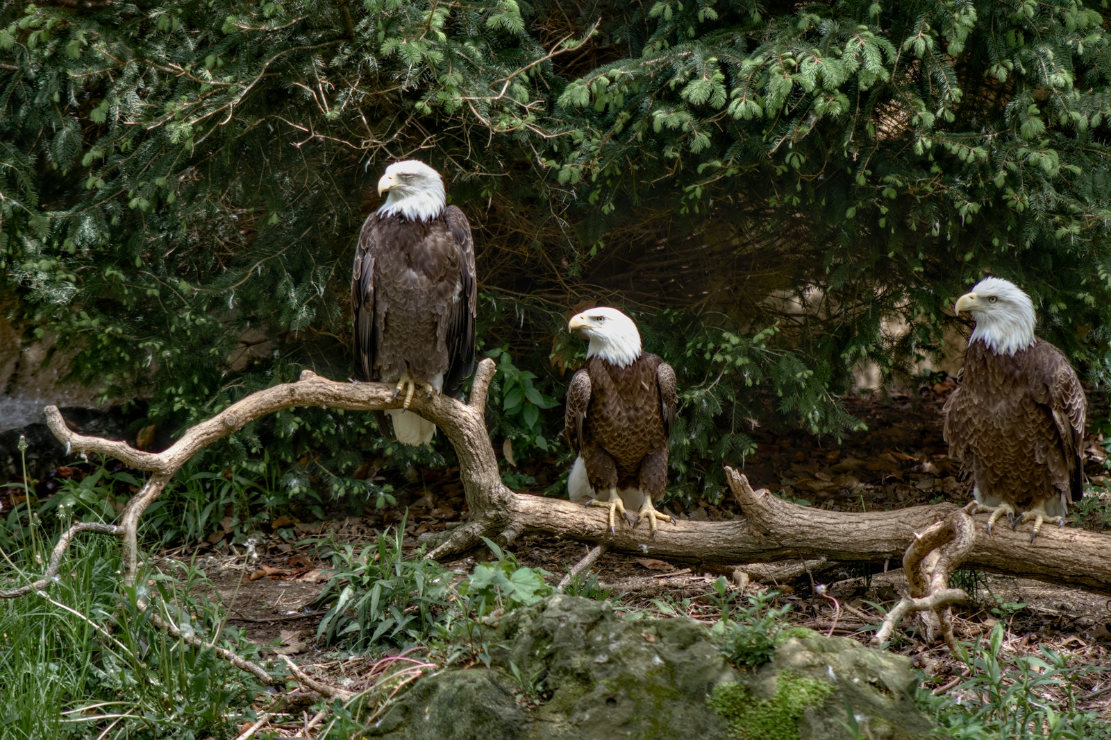 Three bald eagles are perched on a branch.