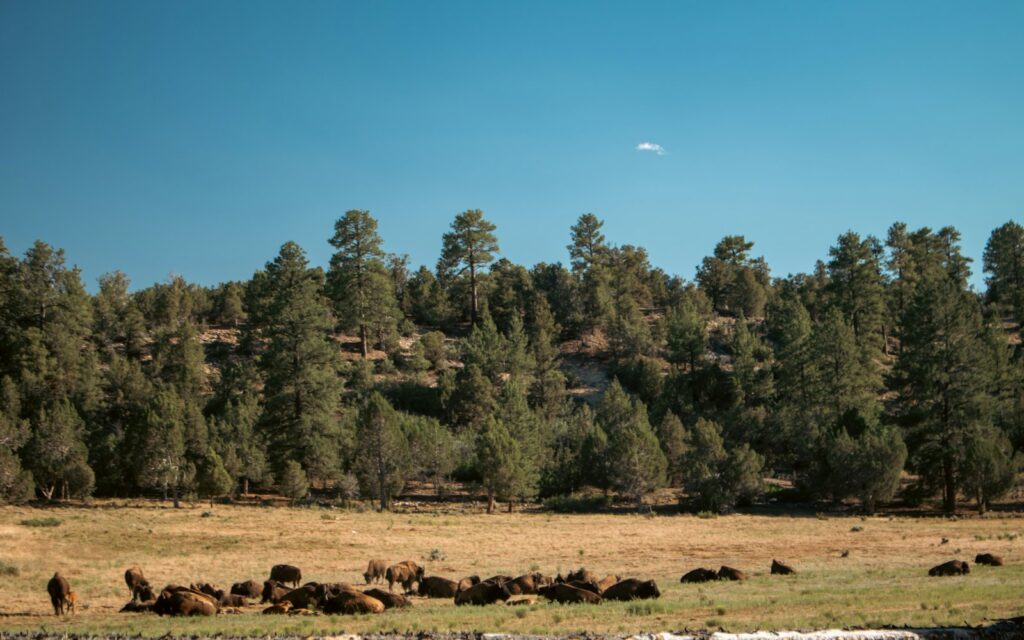 A herd of animals grazing on a lush green field.