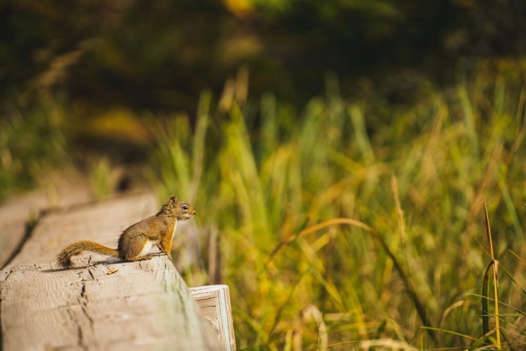 brown squirrel on white wooden fence during daytime