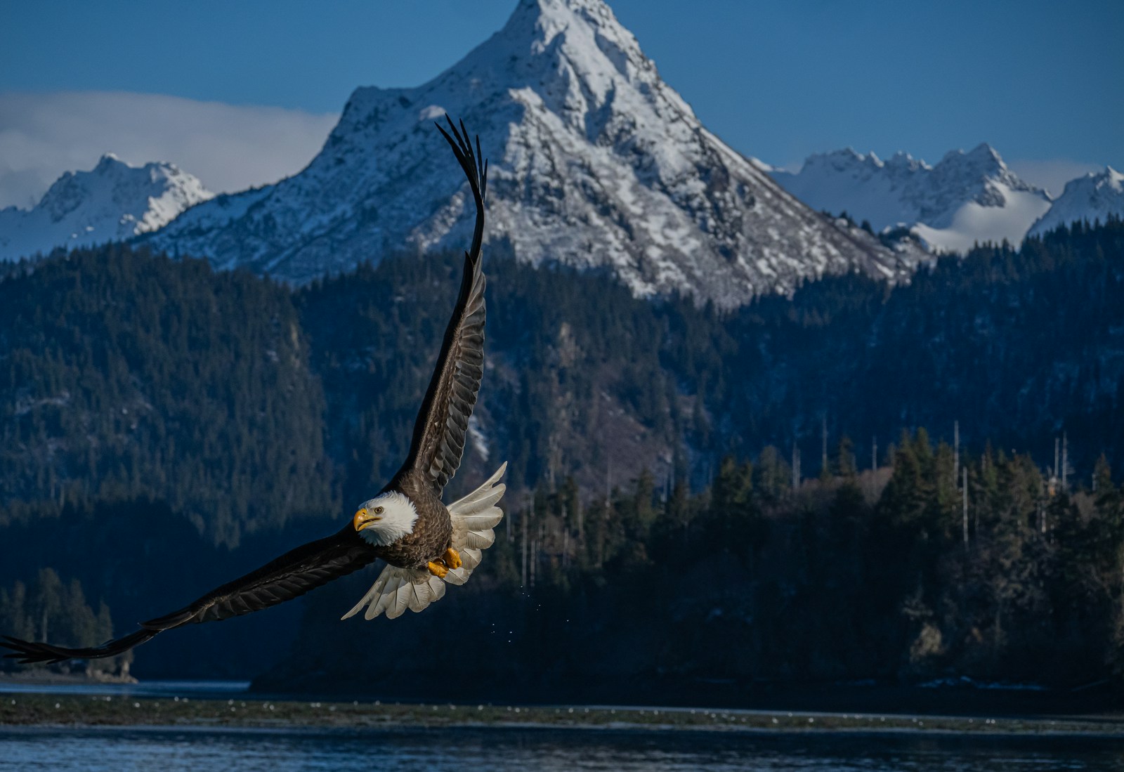 An eagle flies in front of a mountain.