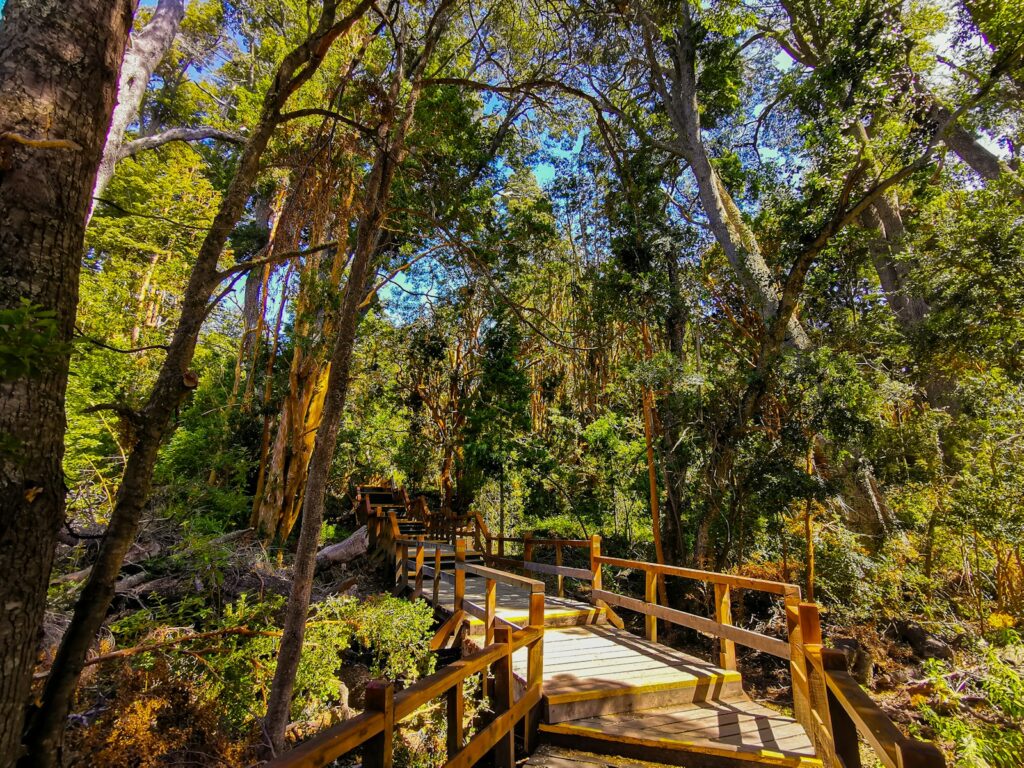 a wooden bridge in the middle of a forest