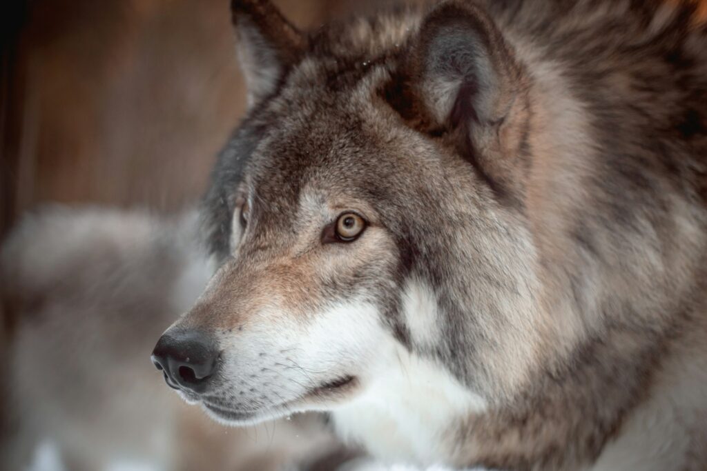 Brown wolf on brown tree branch during daytime.