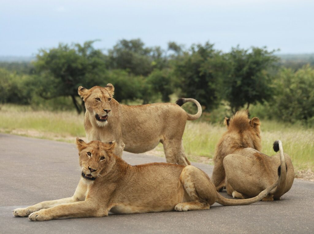 lion and lioness on green grass field during daytime