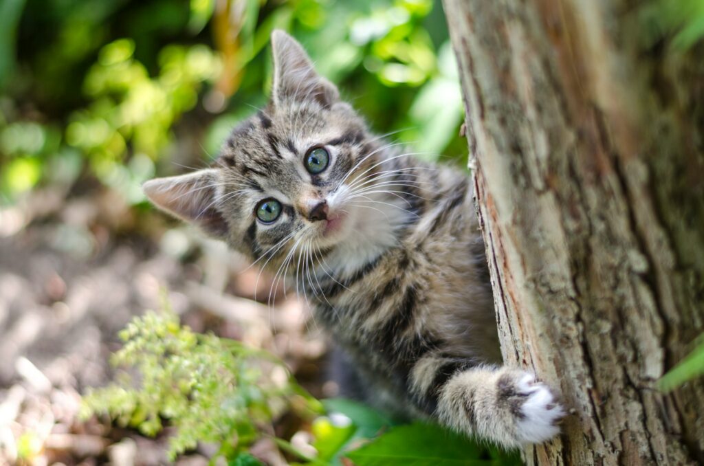 Gray tabby kitten on tree
