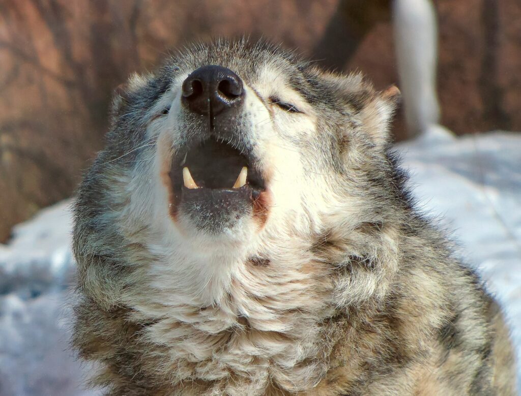 White and black wolf with white snow on mouth.