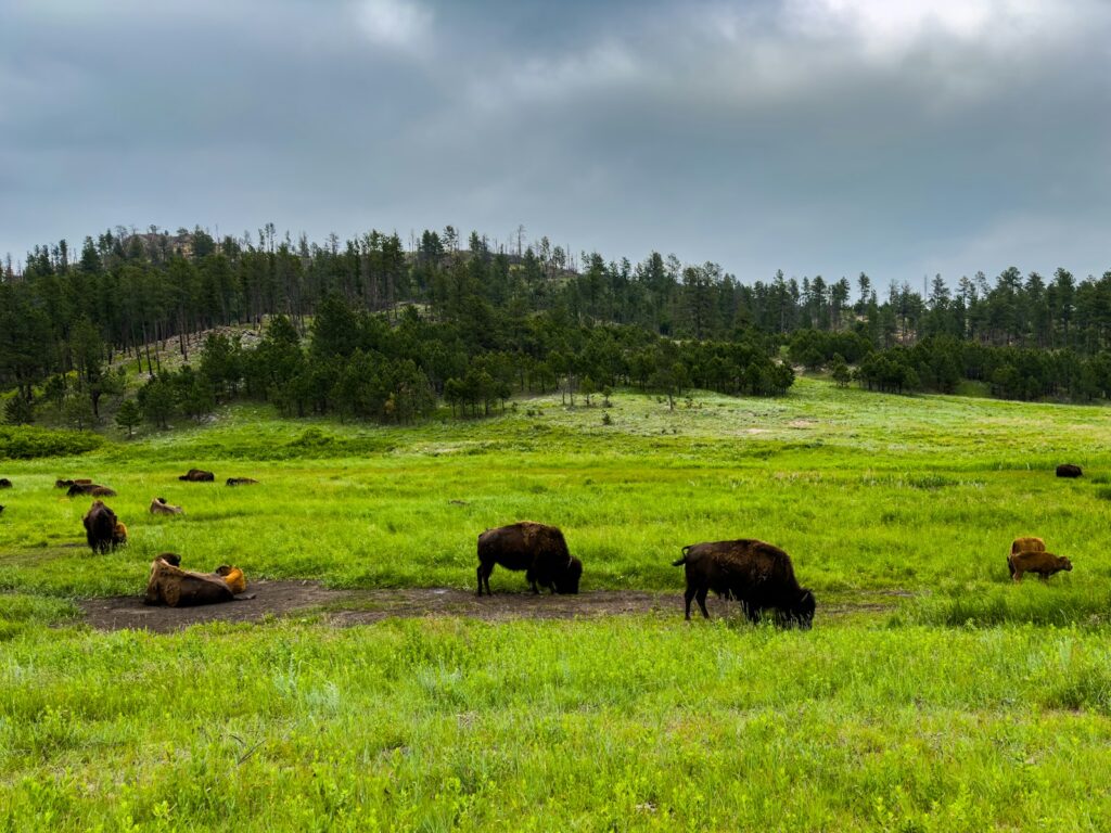 A herd of cattle grazing on a lush green field