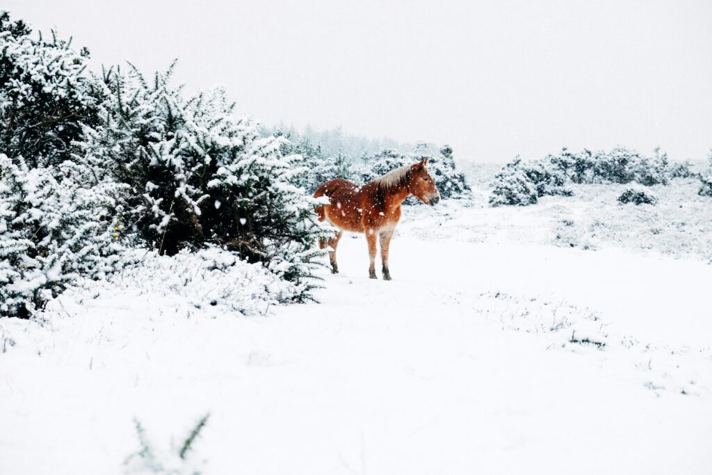 Brown horse standing snow covered land.